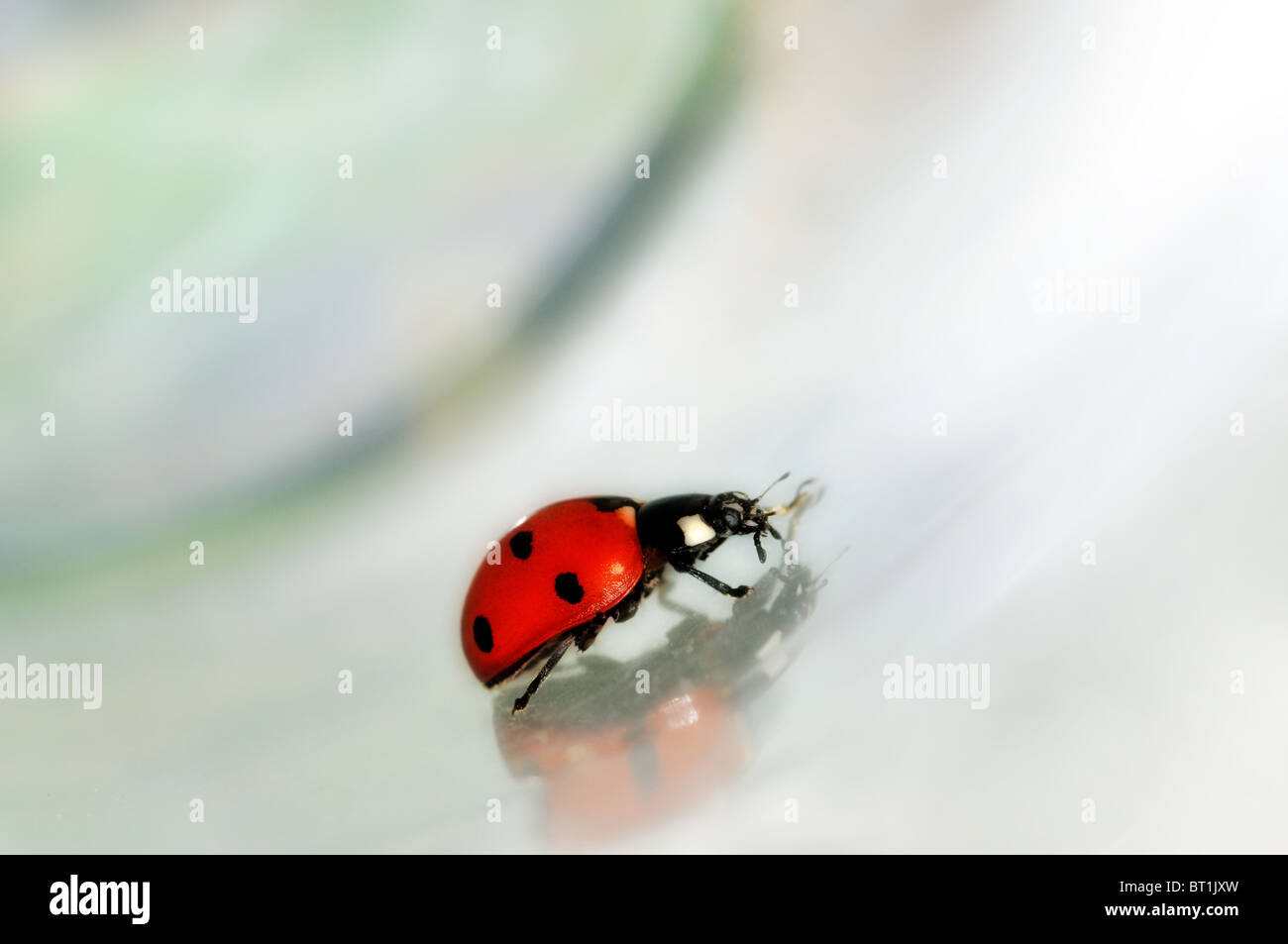Lady bird bug moving on conceptual grey abstract background. Stock Photo