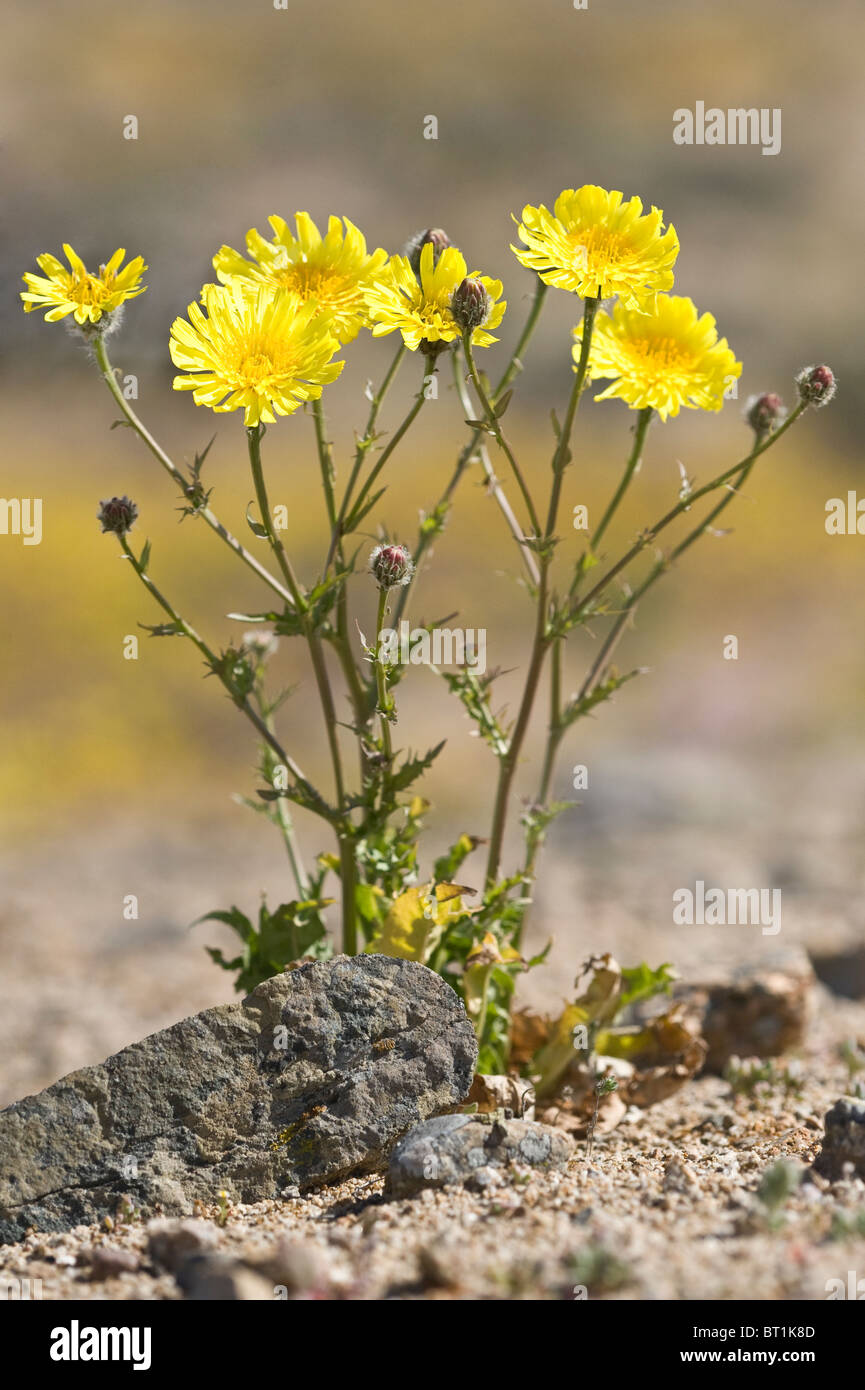 Plants burst into flower after rains in el Nino year Atacama Desert Region III Chile South America Stock Photo