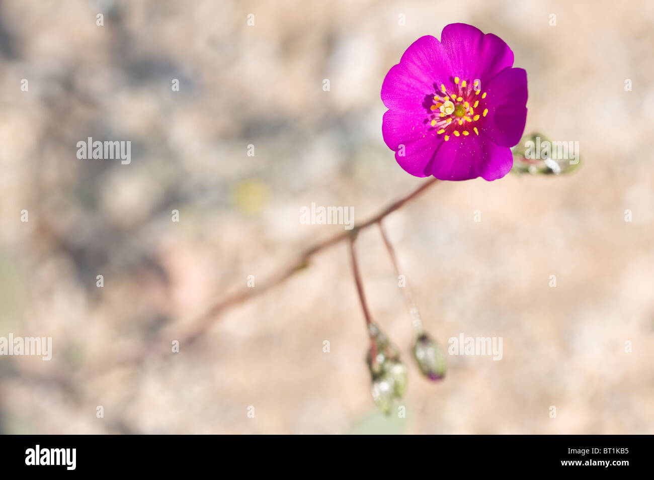 Pata de Guanaco (Cistanthe longiscapa) flowers Atacama Desert Chile South America Stock Photo