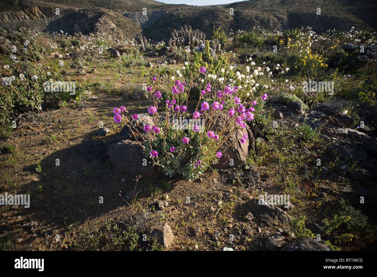 Pata de Guanaco (Cistanthe longiscapa) flowers south of Caldera Atacama Desert Chile South America Stock Photo
