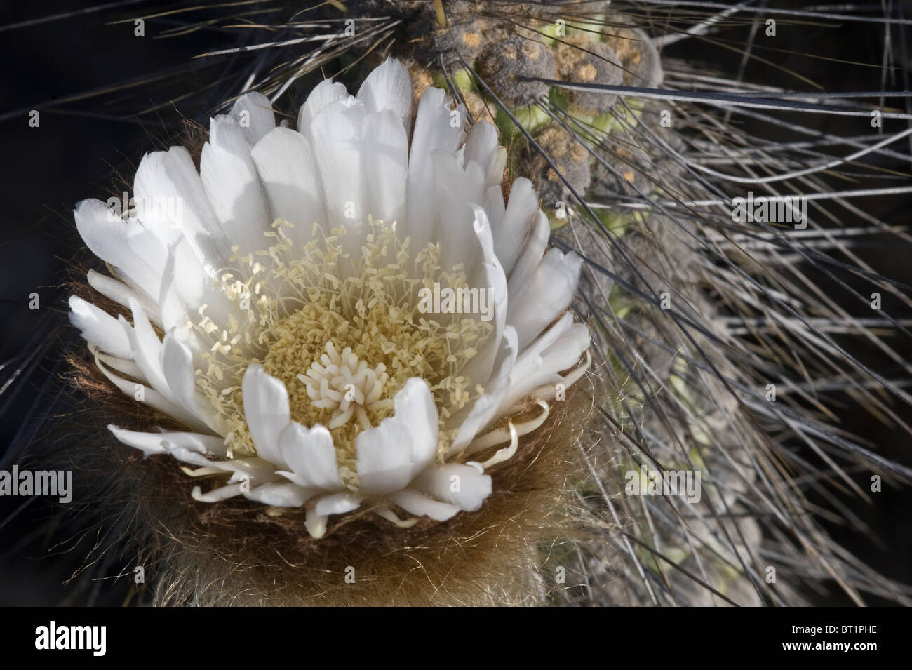 Copao cactus (Eulychnia breviflora) in bloom Atacama (III) Chile South America September 2010 Stock Photo