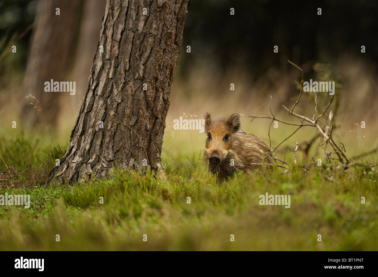 Wild Boar (Sus scrofa). Piglet foraging in pine forest, Netherlands. Stock Photo