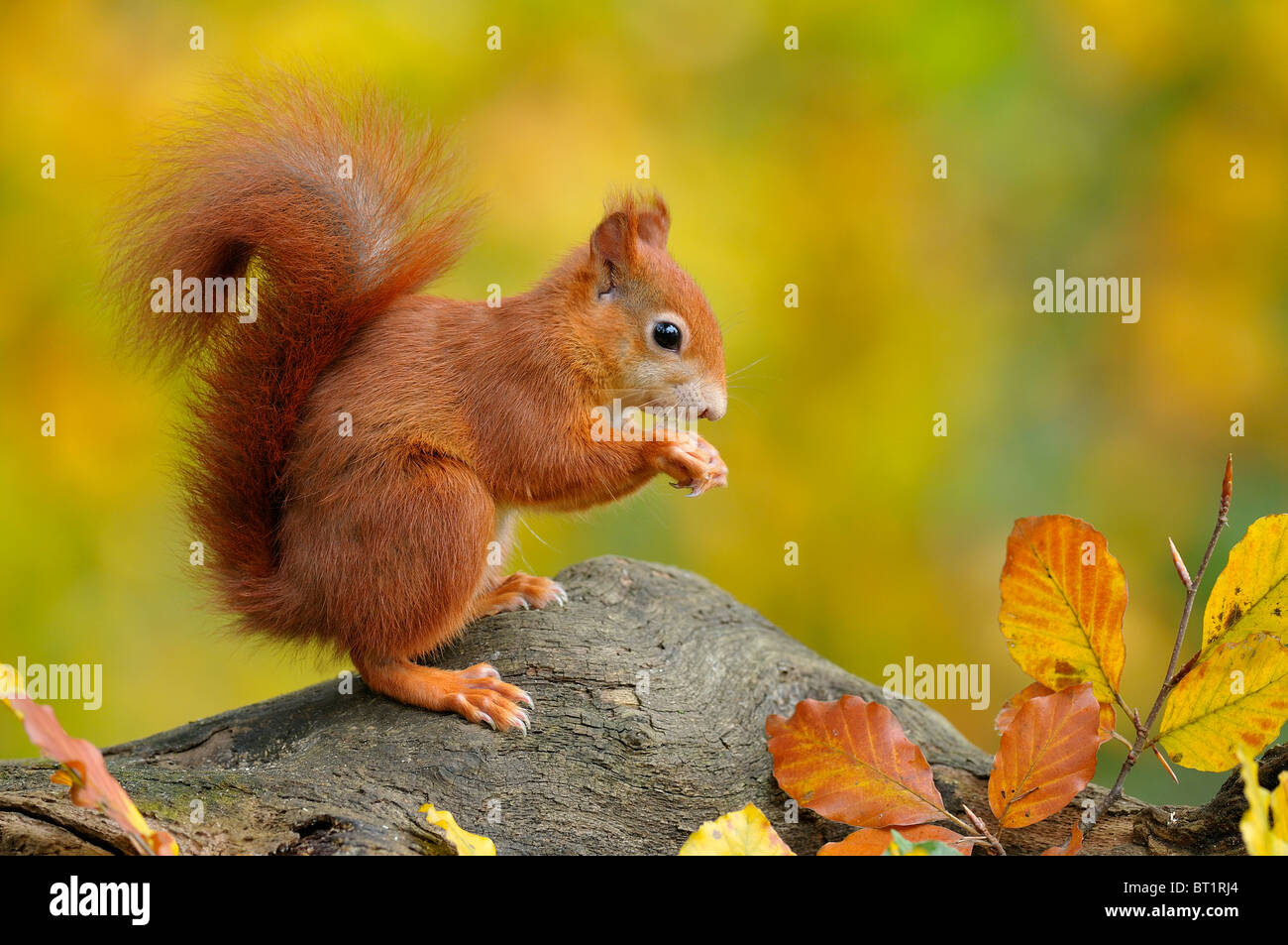 Red Squirrel (Sciurus vulgaris) eating while standing on a tree stump, Netherlands. Stock Photo