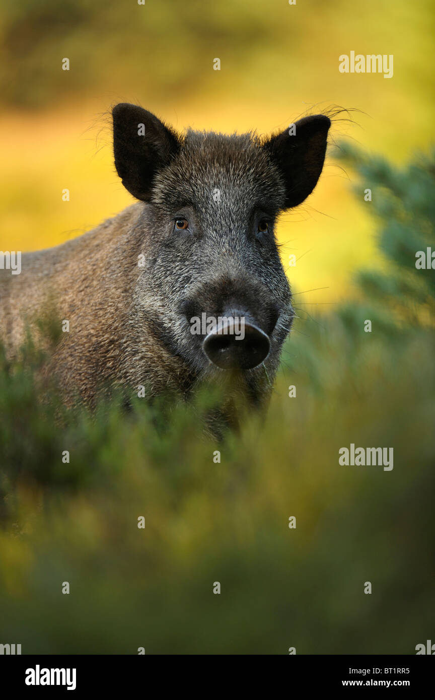 Wild Boar (Sus scrofa). Male looking into the camera, Netherlands. Stock Photo