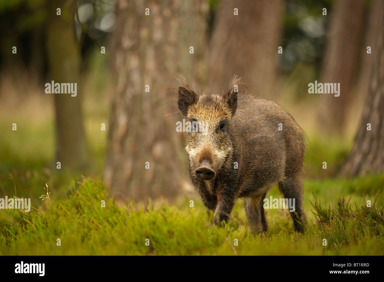 Wild Boar (Sus scrofa). Juvenile foraging in pine forest, Netherlands. Stock Photo