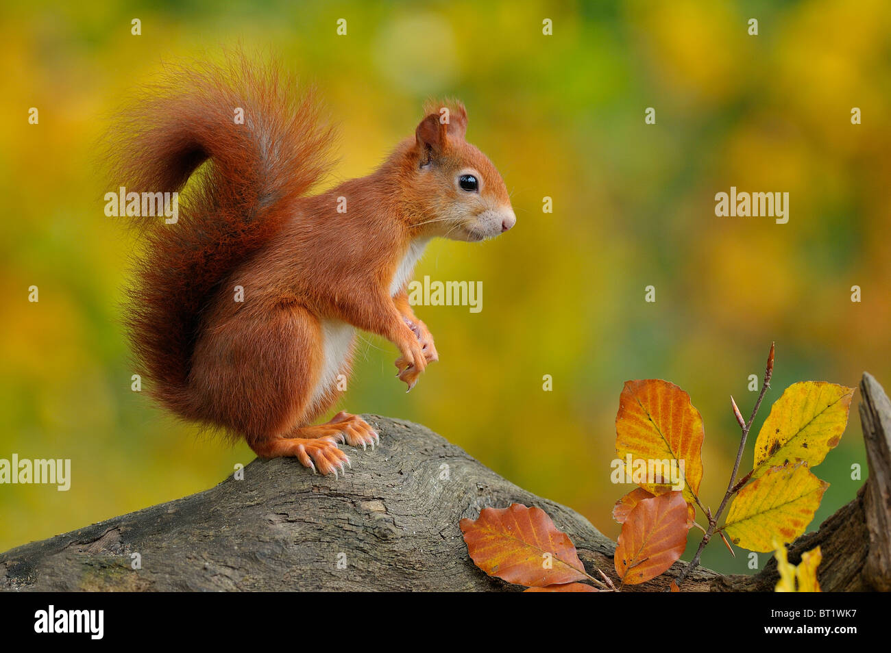Red Squirrel (Sciurus vulgaris) standing on a tree stump while looking around, Netherlands. Stock Photo