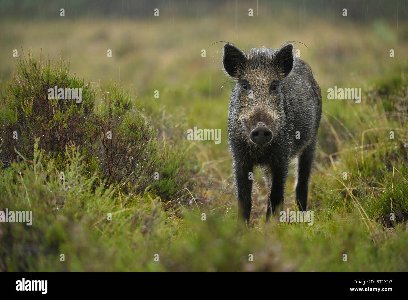 Wild Boar (Sus scrofa). Young female standing in rain, Netherlands. Stock Photo