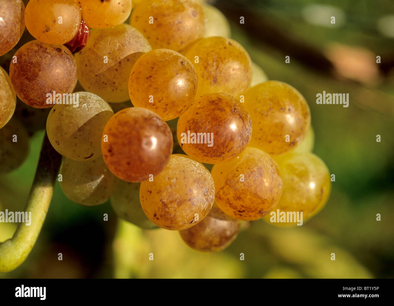 Noble rot hi-res stock photography and images - Alamy