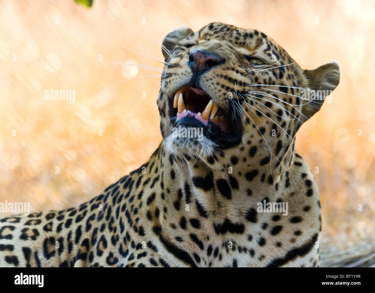 leopard baring teeth Stock Photo