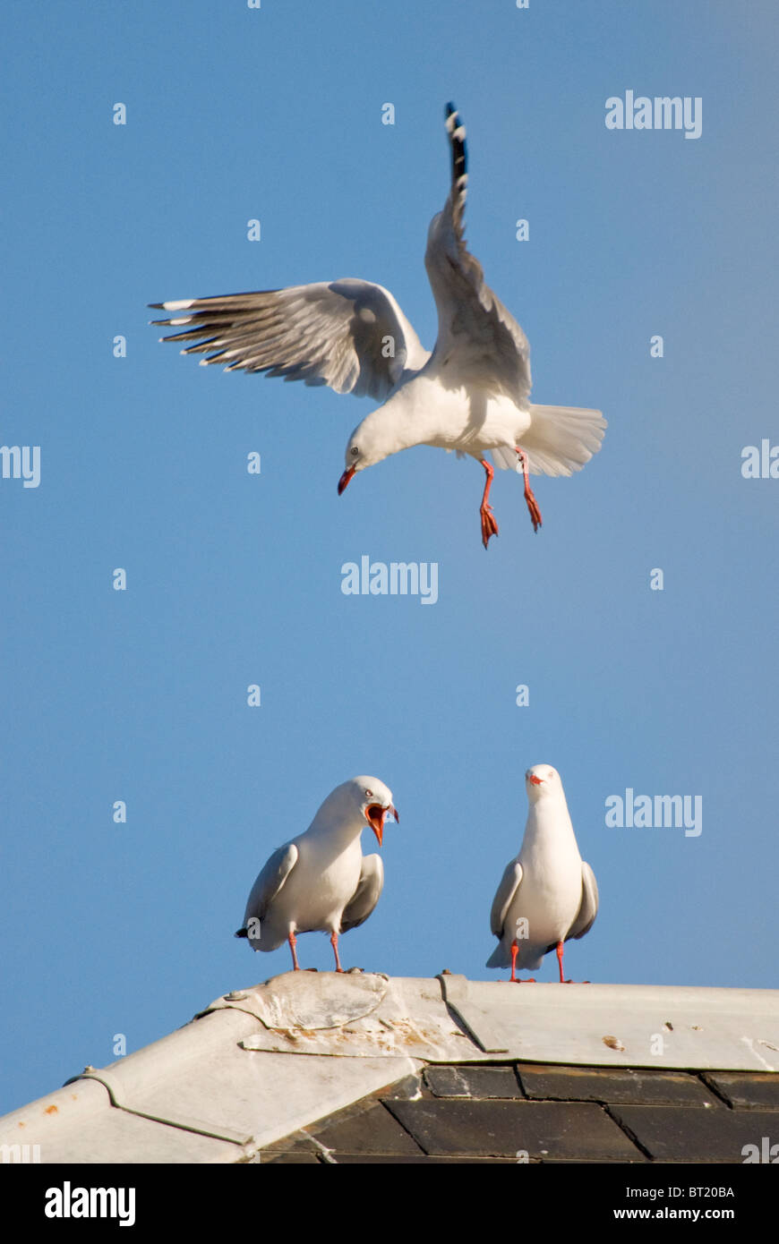  Christchurch landing new zealand hi-res stock photography and images Motiv 