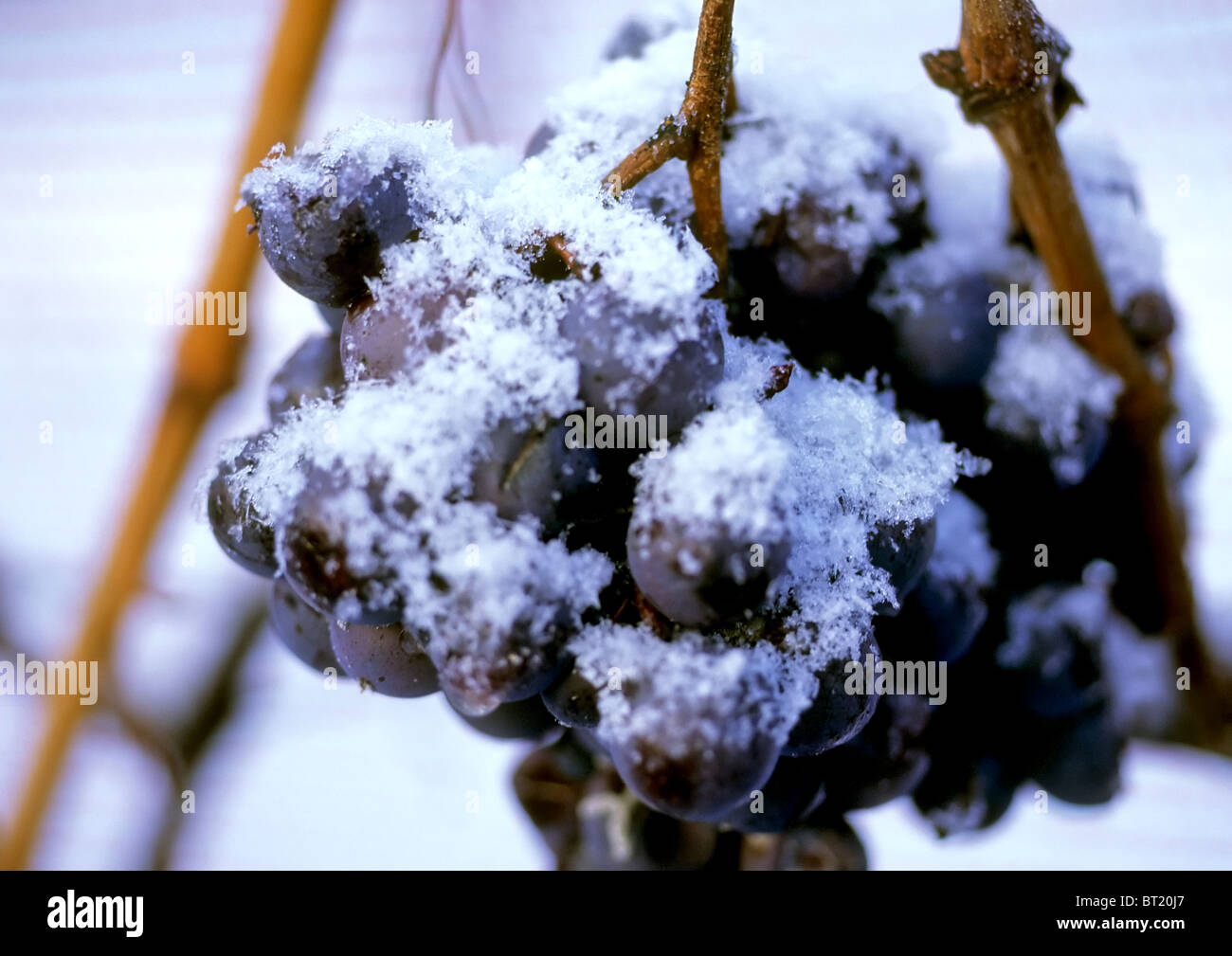 Ice wine grapes hires stock photography and images Alamy