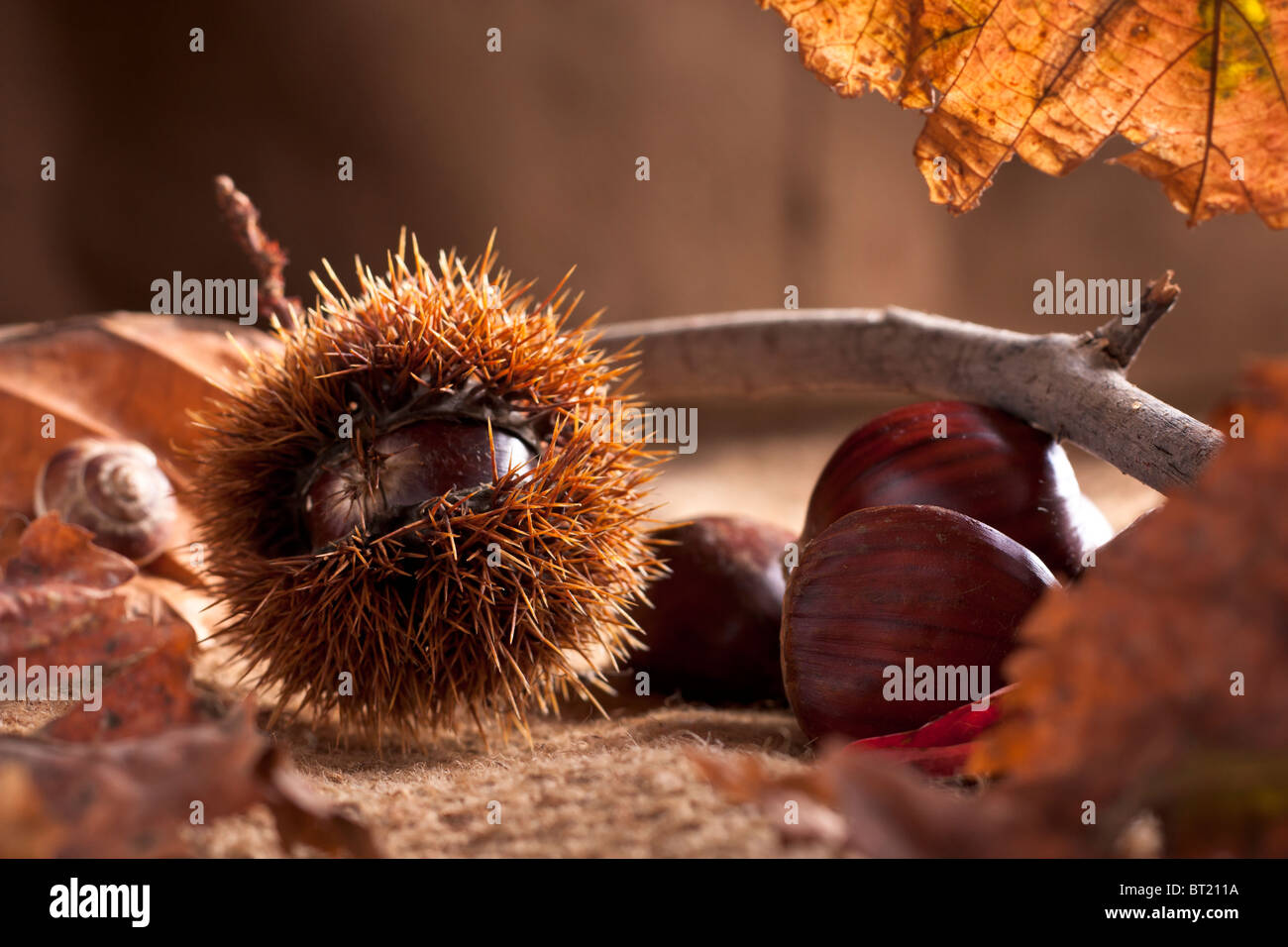 Chestnuts with Bur Stock Photo