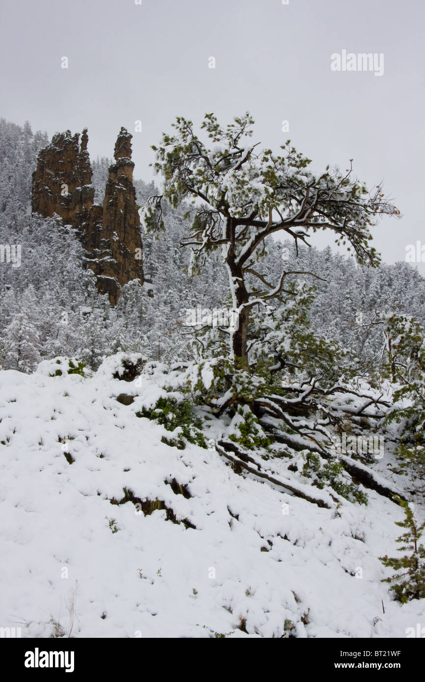 Eroded rocks rise above a snow-covered forest, Shoshone National ...