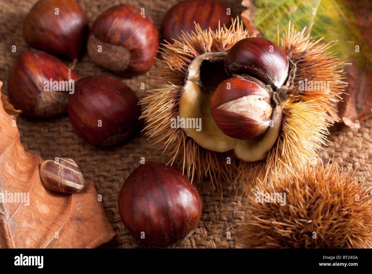 Chestnuts with Bur Stock Photo