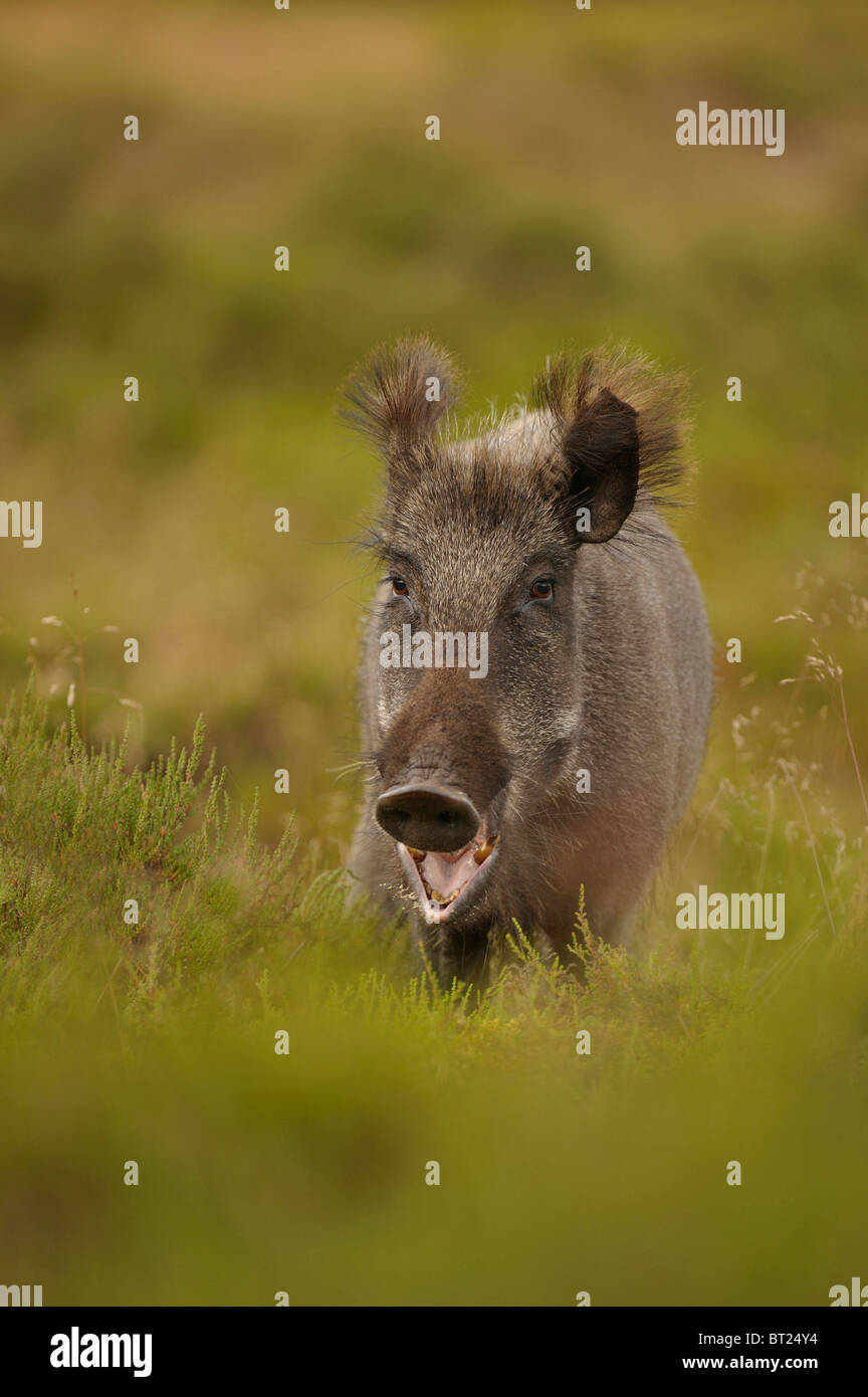 Wild Boar (Sus scrofa). Female warning others. Netherlands. Stock Photo