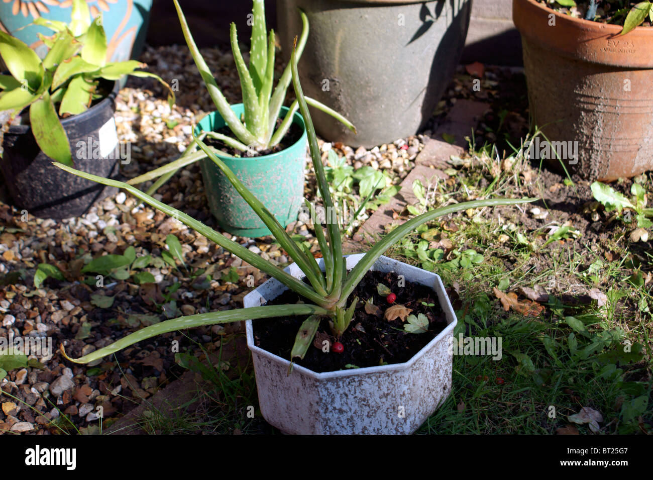 ALOE VERA GROWN IN AN ENGLISH GARDEN Stock Photo - Alamy