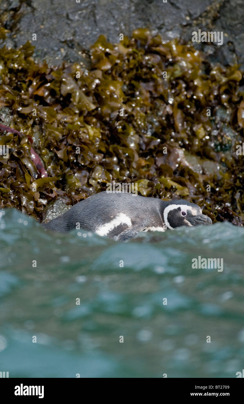 Magellanic Penguin (Spheniscus magellanicus) Entering the sea, Chiloe Island, CHILE Stock Photo