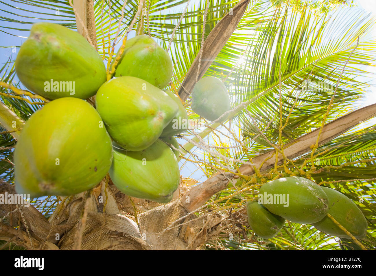 Cocos nucifera Stock Photo