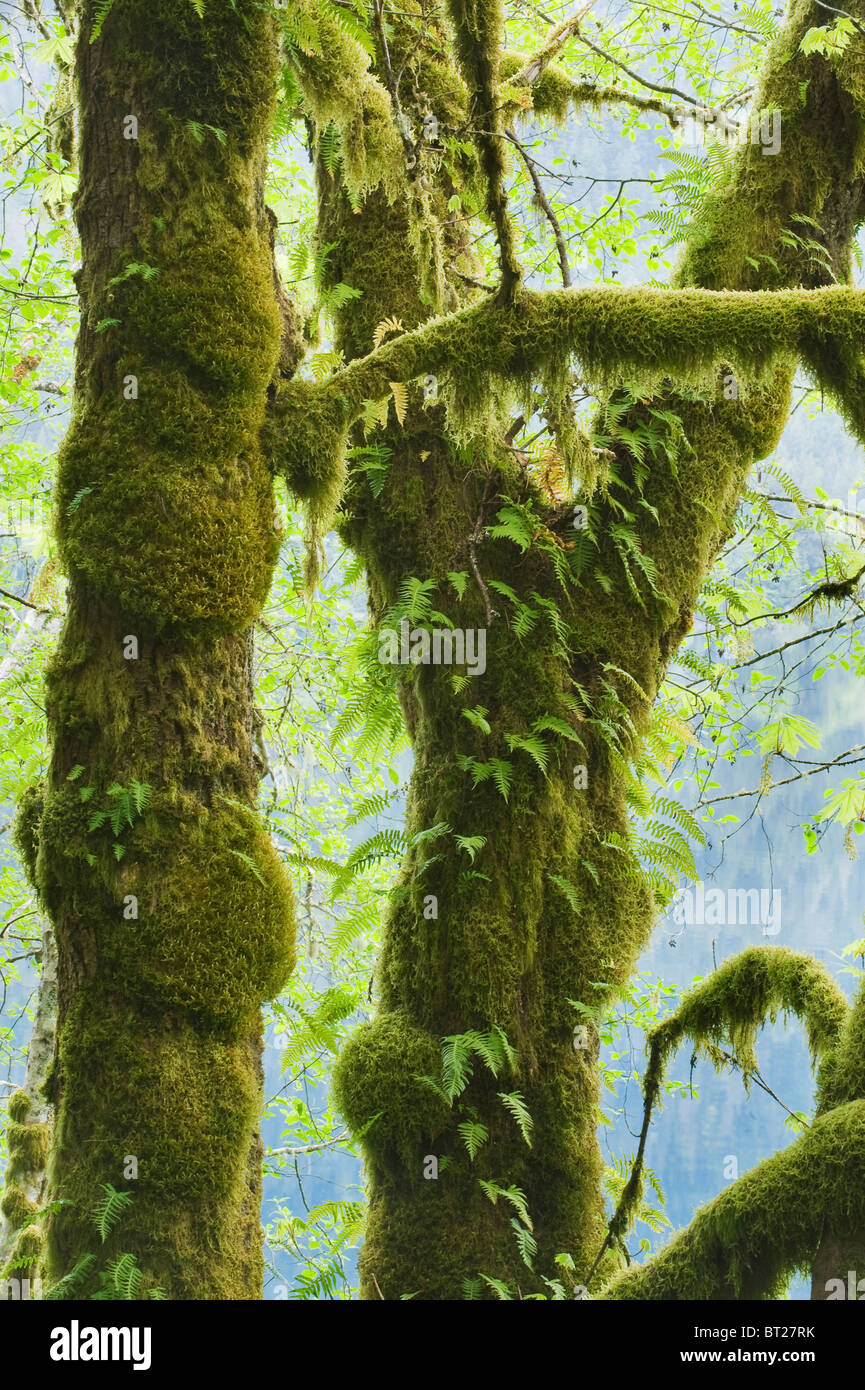 Bigleaf Maple (Acer macrophyllum) Covered with moss and ferns, Lake Crescent, Olympic National Park, Washington USA Stock Photo