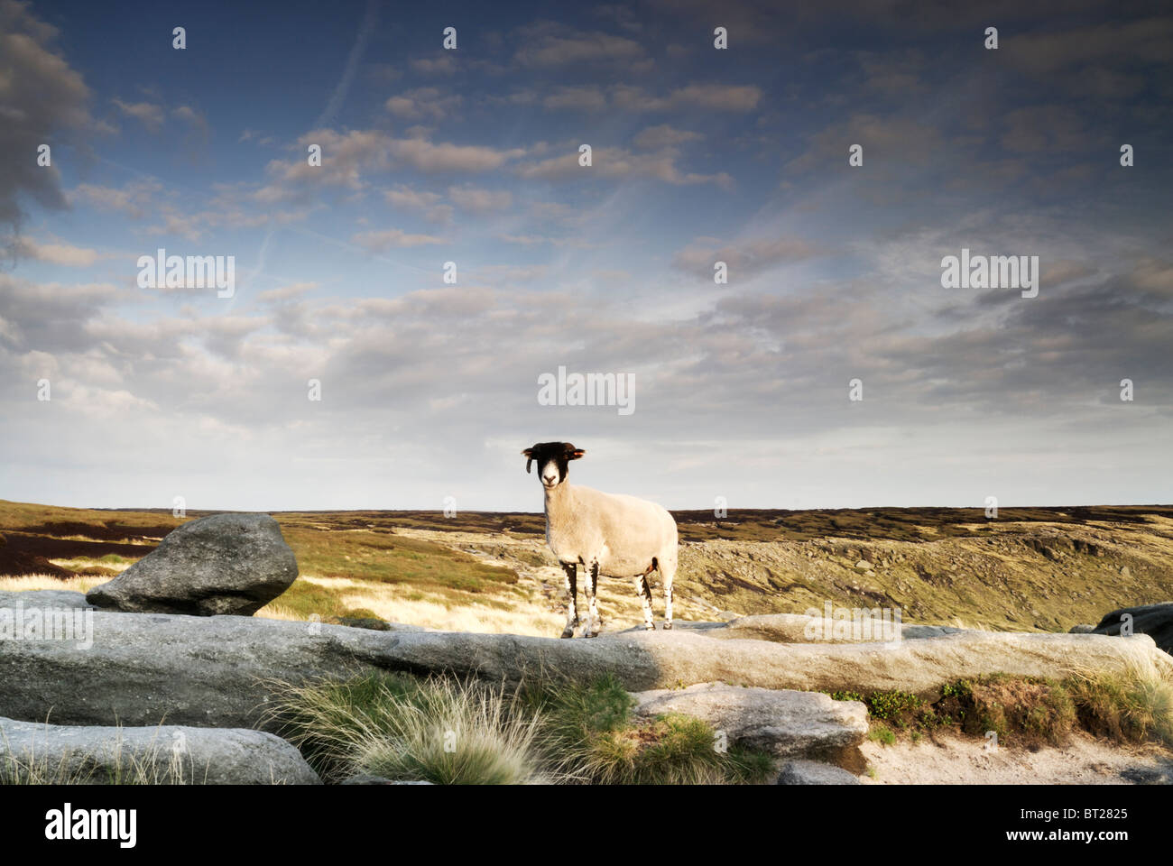 Curious sheep, near Kinder Scout on the Pennine Way, Peak District National Park, Derbyshire Stock Photo