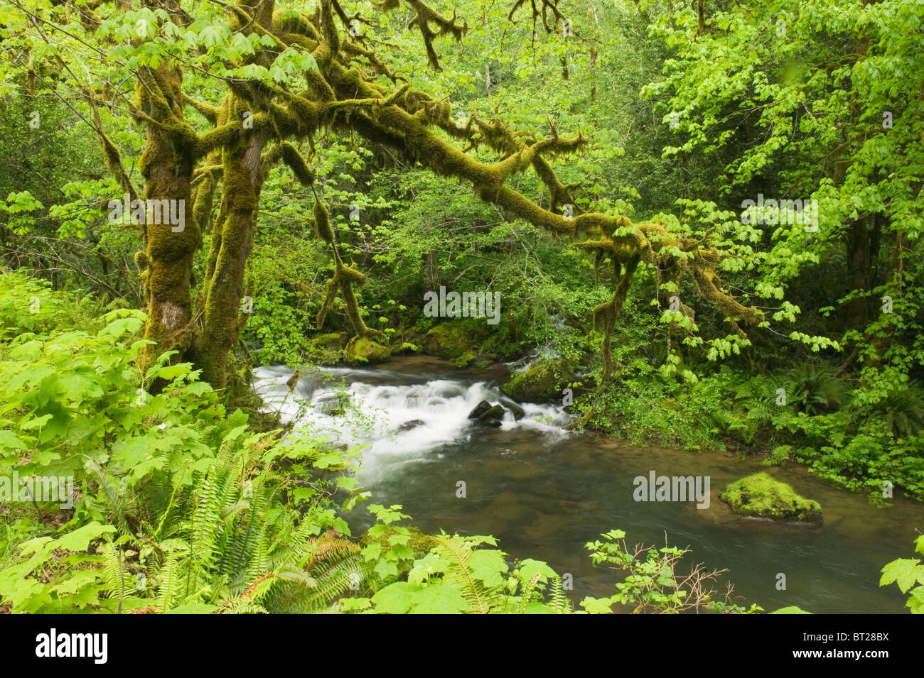 Temperate Rainforest, Mellicoma River, Coos County, Oregon, MAY Stock Photo