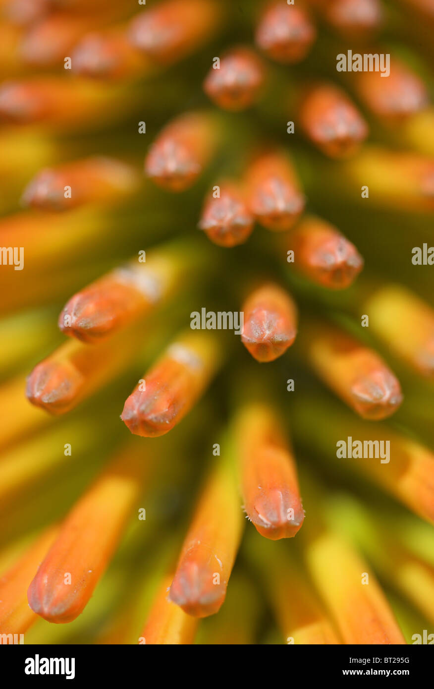 Red hot poker flower abstract art Stock Photo
