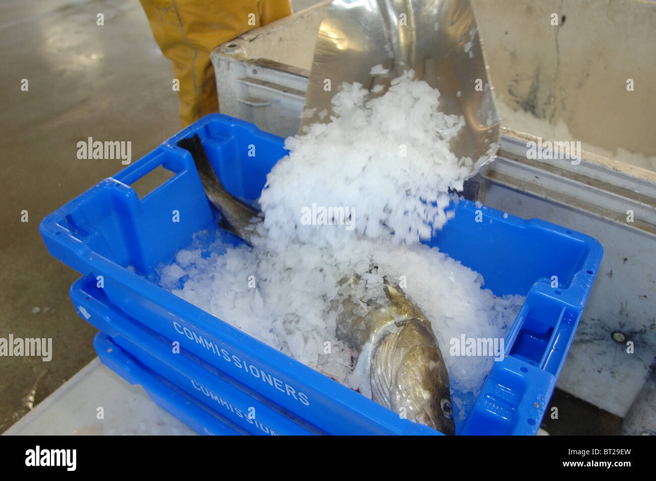 Fish sorting trays hi-res stock photography and images - Alamy