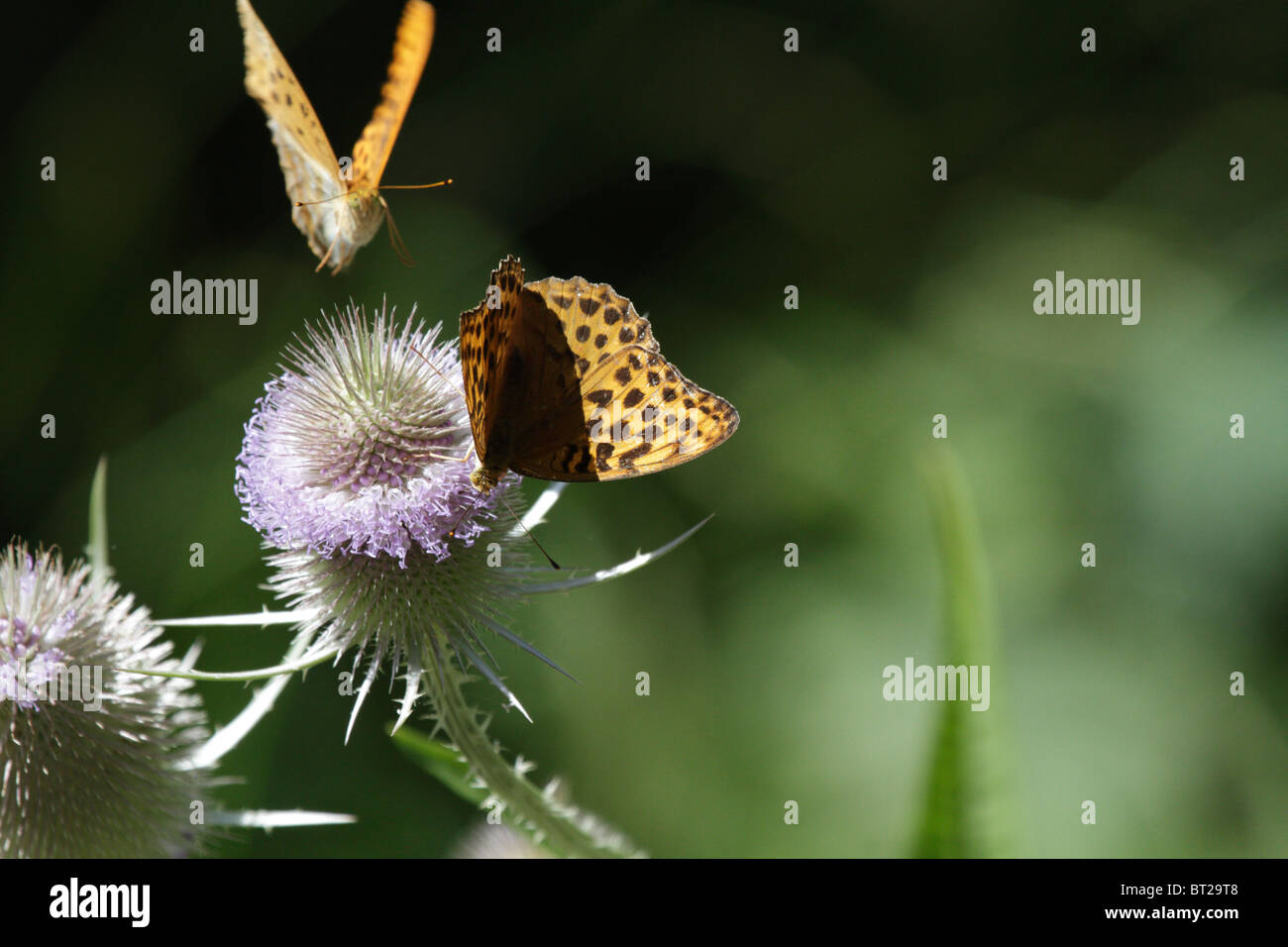 Argynnis paphia, Silver-washed Fritillary. One butterfly sits on the thistle, while another approaches to feed. Stock Photo