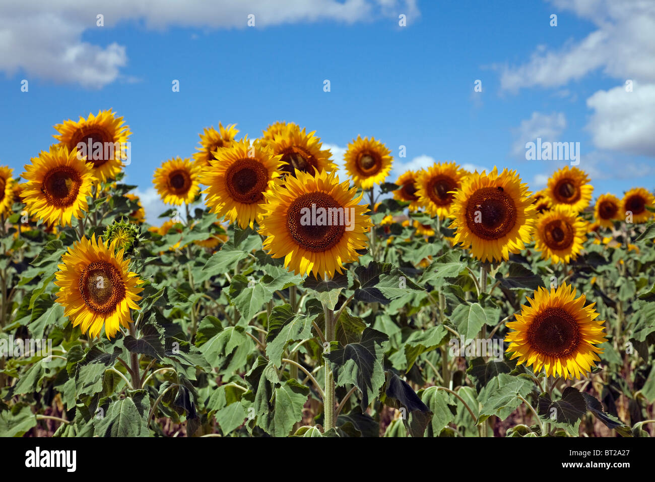 Campo de girasoles hi-res stock photography and images - Alamy