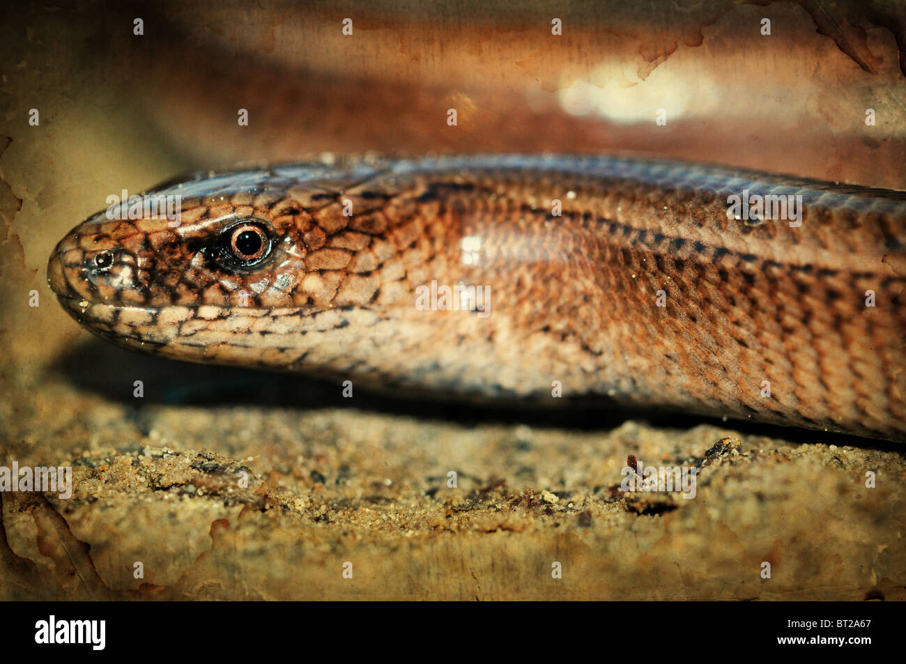 Sworl Lizard Grunge retro photo of slow worm lizard Stock Photo - Alamy