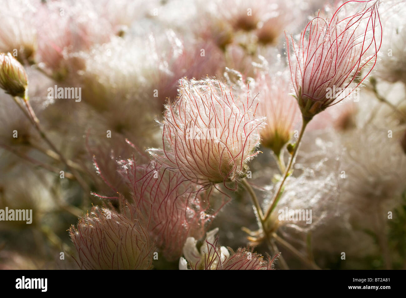 Tufts on Apache Plume in Santa Fe New Mexico Stock Photo