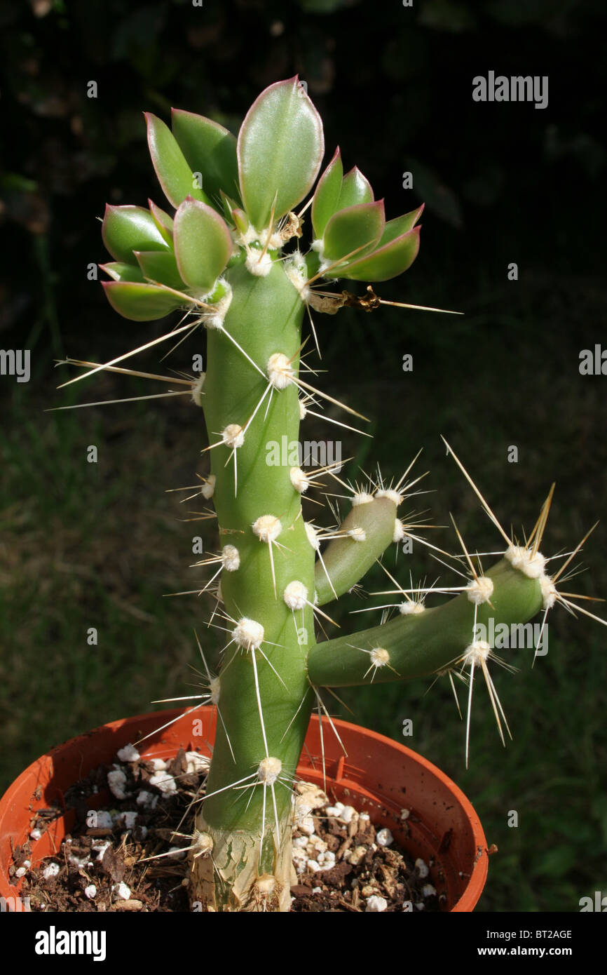 Cactus (Quiabentia verticillata = chacoensis), vegetative propagation Stock Photo