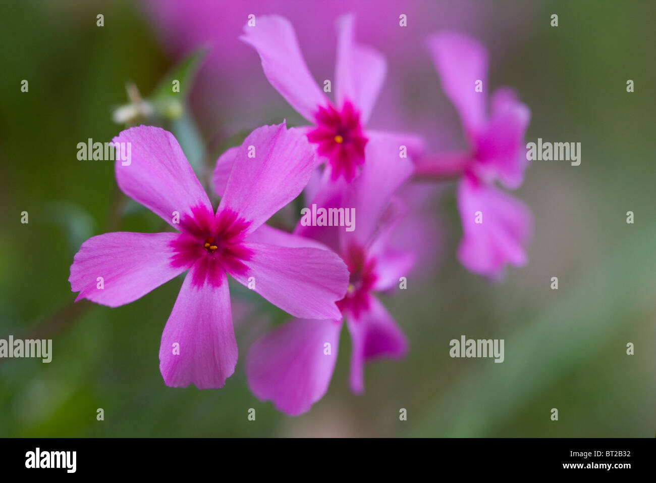 Close-up of Creeping Phlox blooms in early spring. Stock Photo