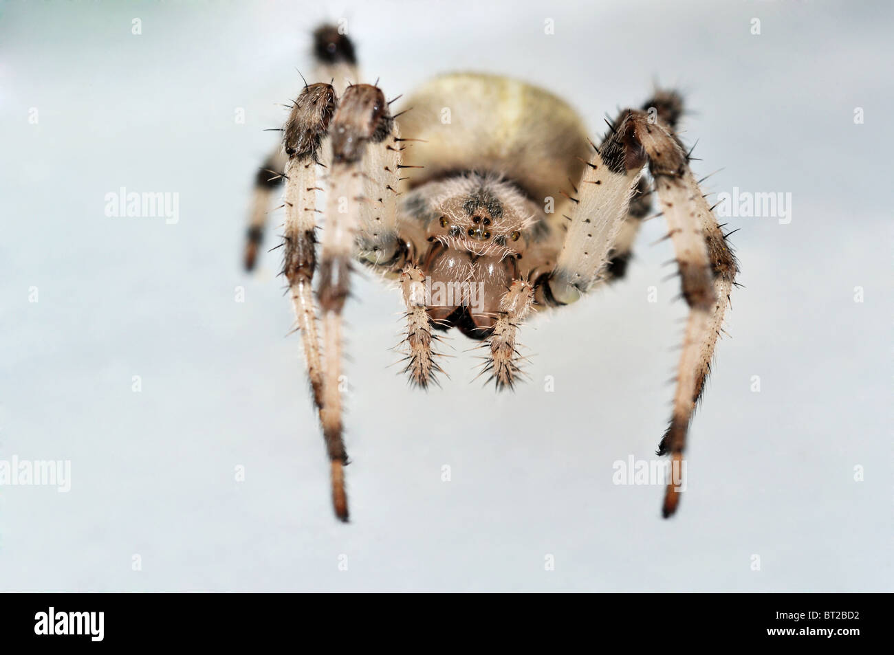 Cross spider looking into lens on mild background Stock Photo