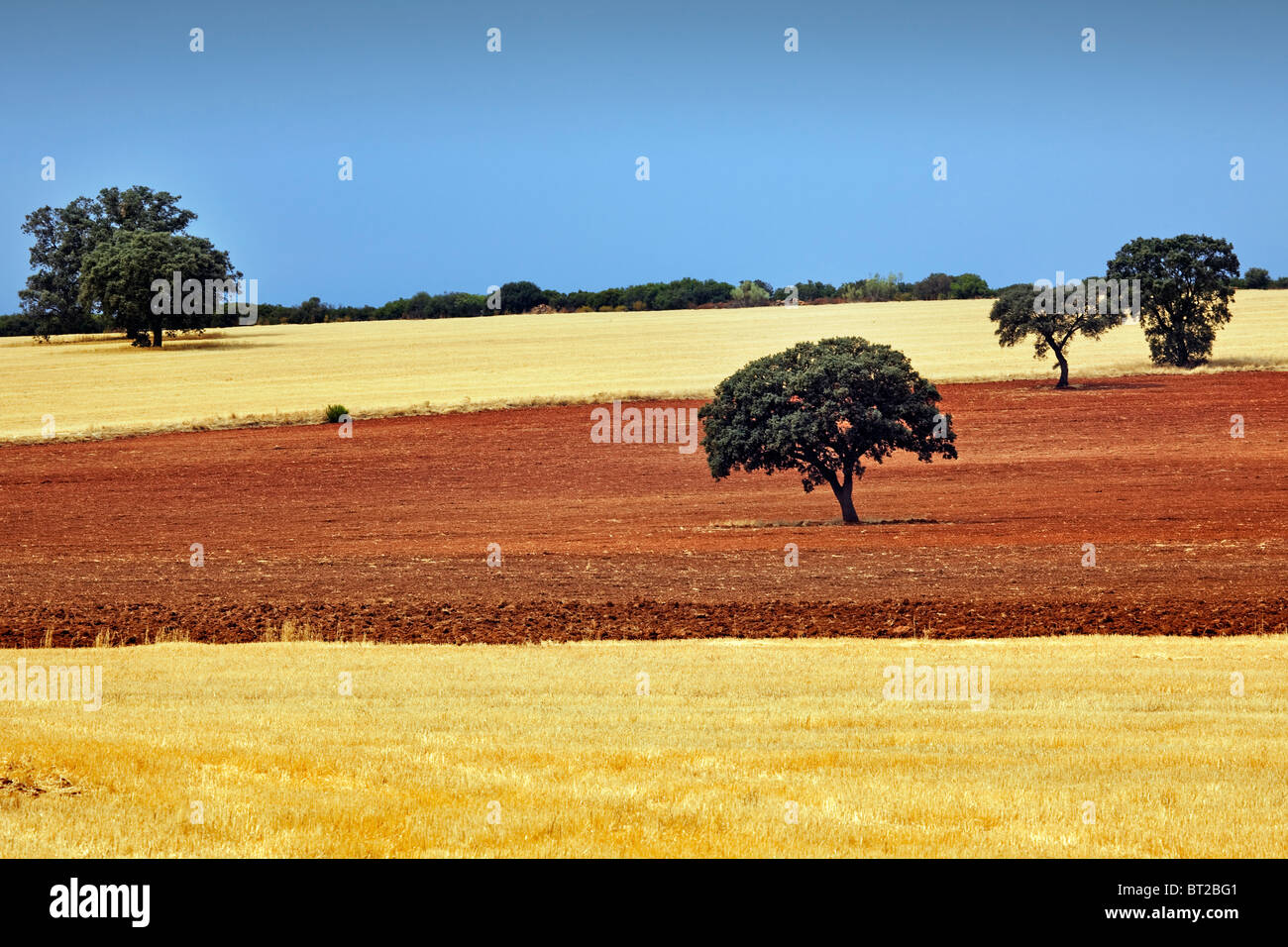 Encinas y campos de cultivo en Ciudad Real Castilla La Mancha España oaks and fields Ciudad Real Castilla La Mancha Spain Stock Photo