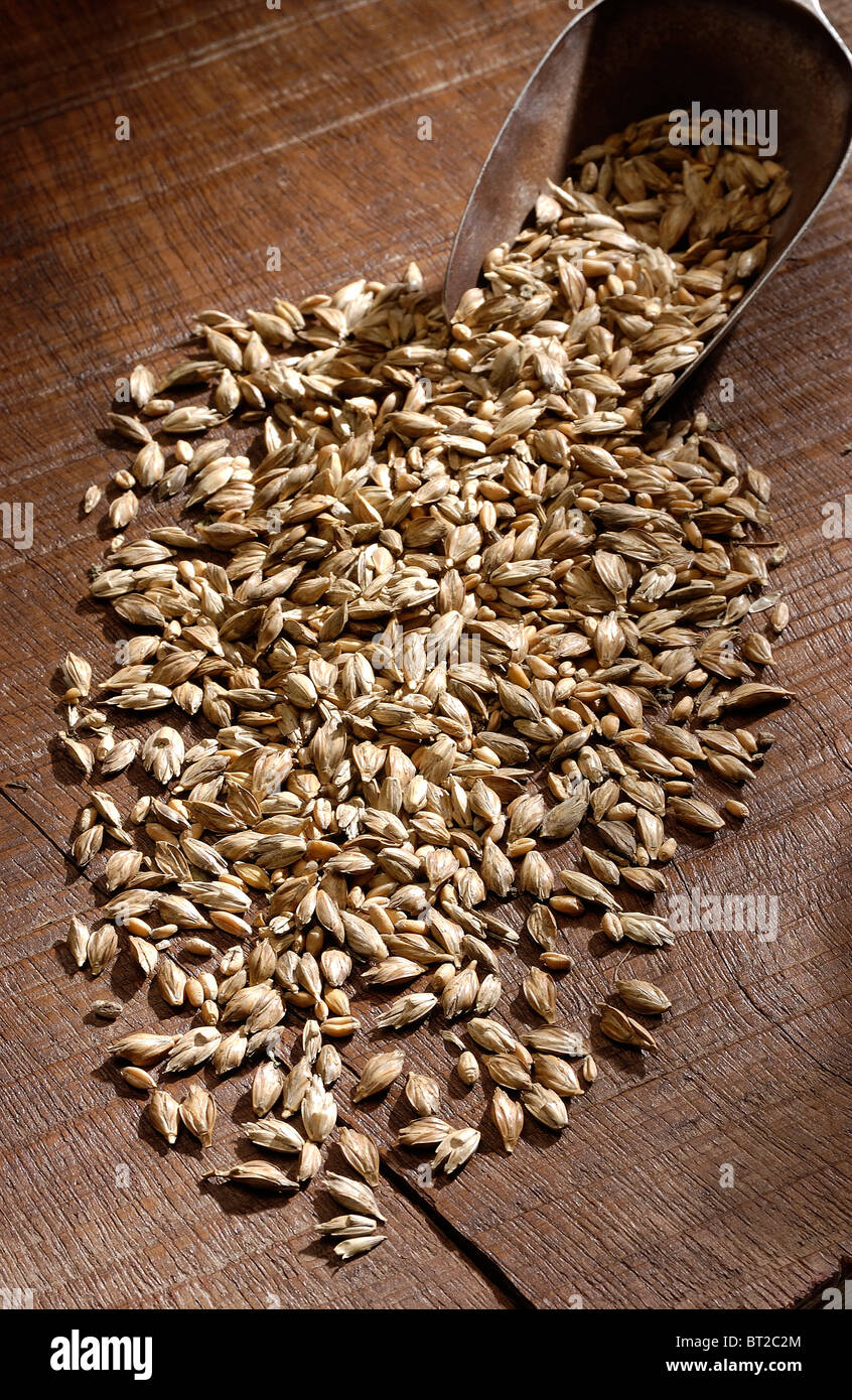 Corn egypt hires stock photography and images Alamy