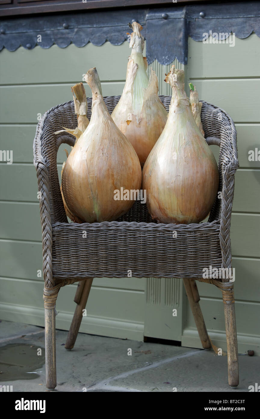 Giant Onions in Garden Seat Stock Photo Alamy