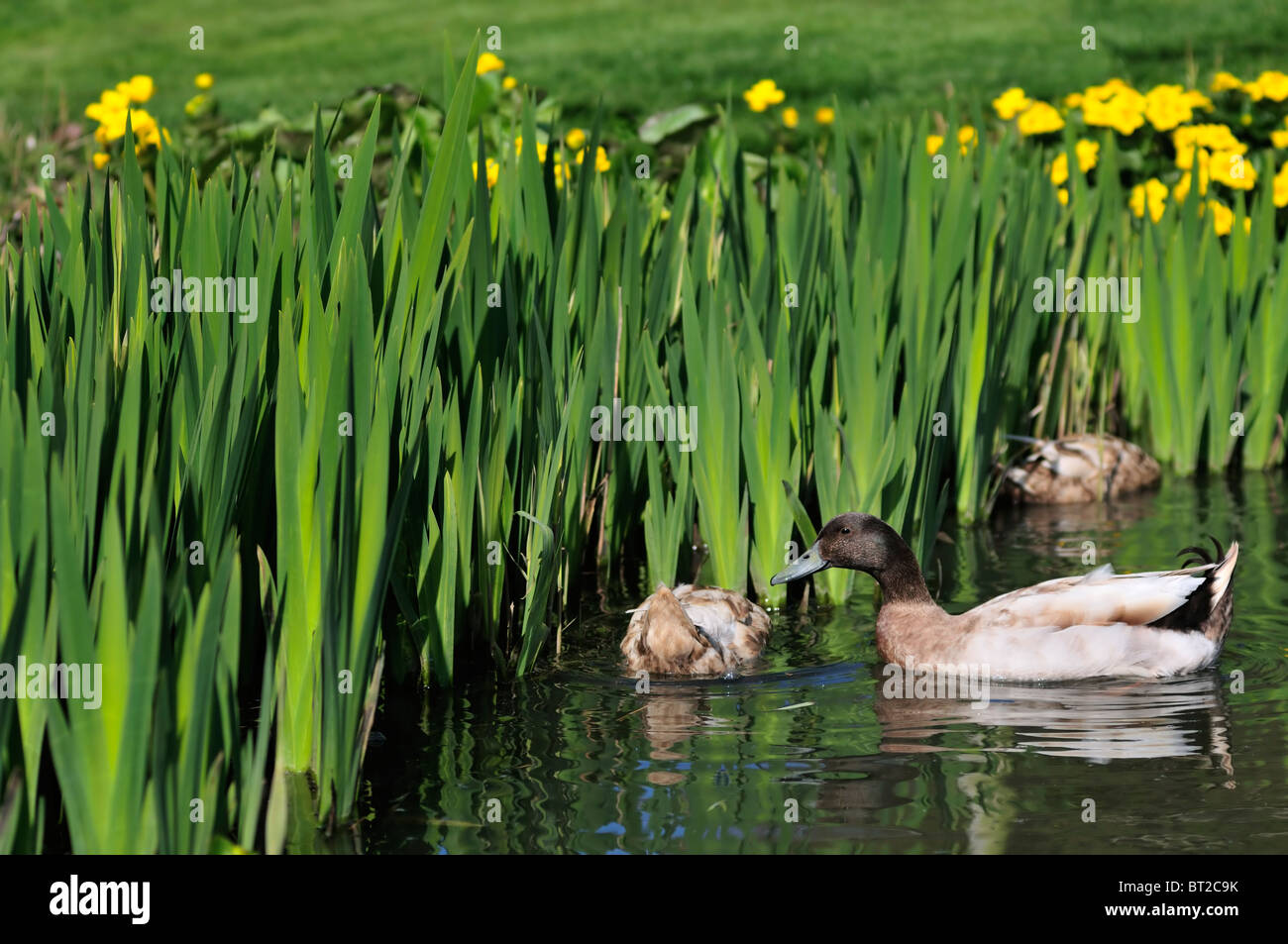 Daffodils and ducks hires stock photography and images Alamy