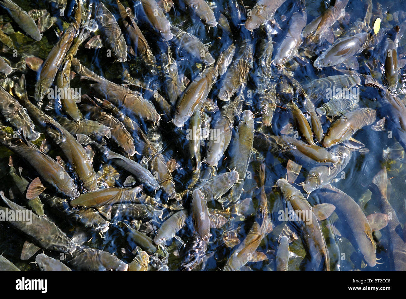 fish crowded school Iberian Barbel Barbus bocagei pattern Stock Photo