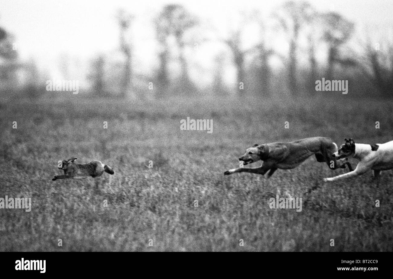 Hare and greyhounds at a hare coursing meet near Huntingdon-before the ban in 2005. Stock Photo