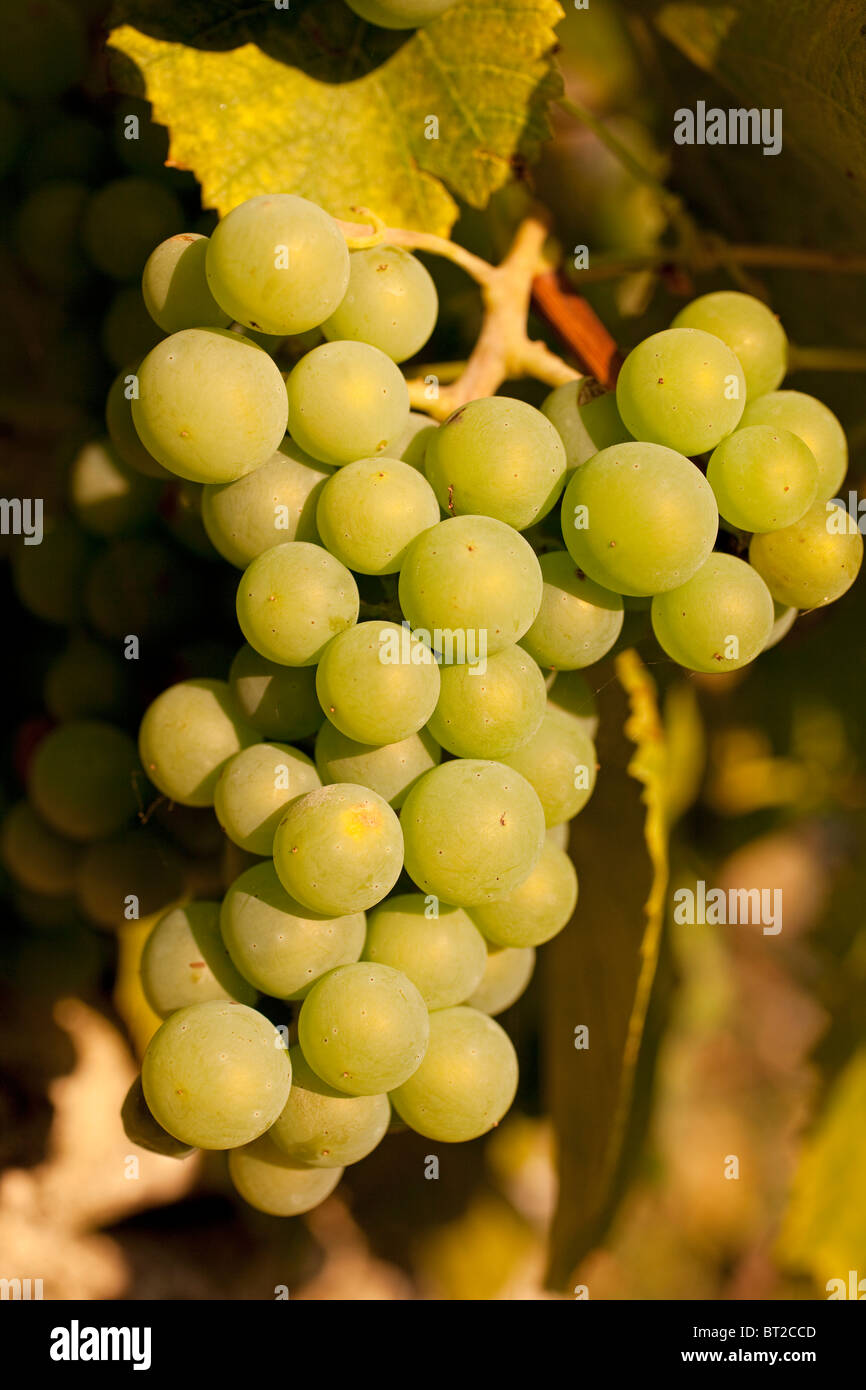 Racimo de uvas Bunch of Grapes Stock Photo
