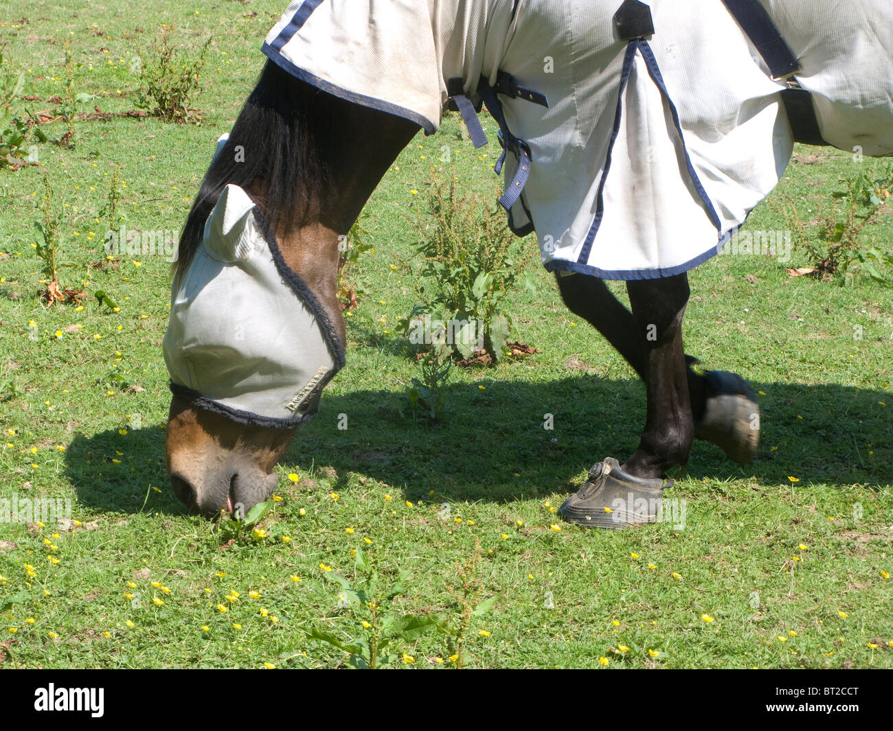 Horse eye protection hires stock photography and images Alamy