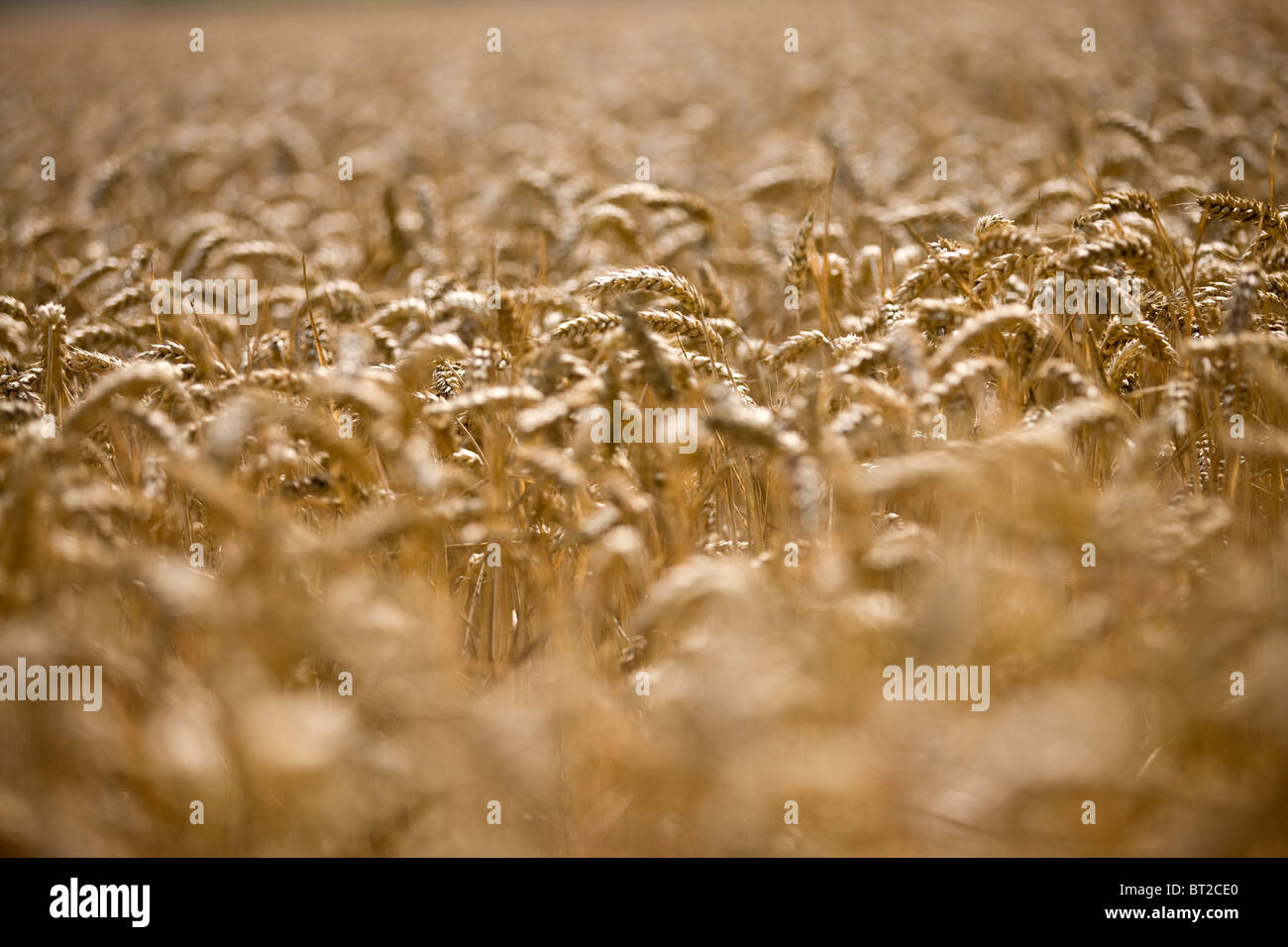Cereal grain hires stock photography and images Alamy