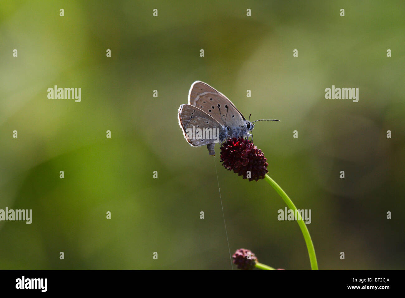Two blues, butterflies, resting and feeding on a flowerhead Stock Photo