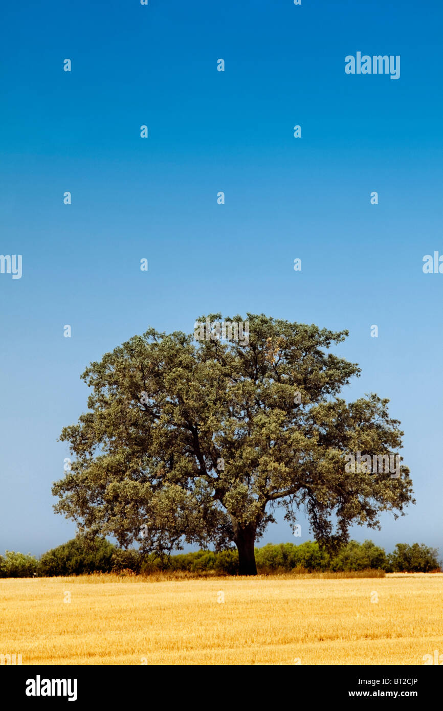 Foto de Esquina el árbol en Alcubillas, Ciudad Real