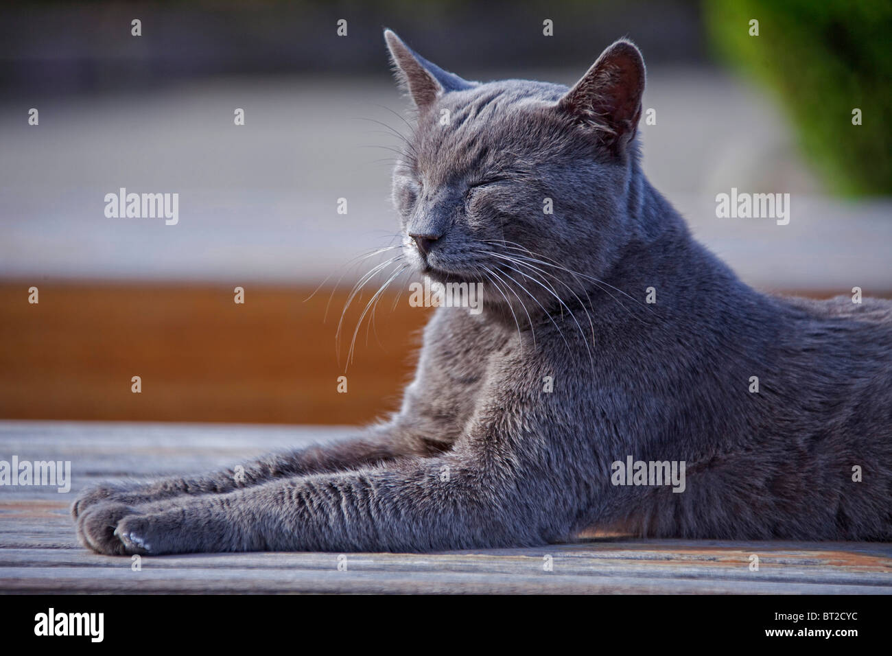 Grey silver cat lying down profile. 100889 Turkey Stock Photo Alamy