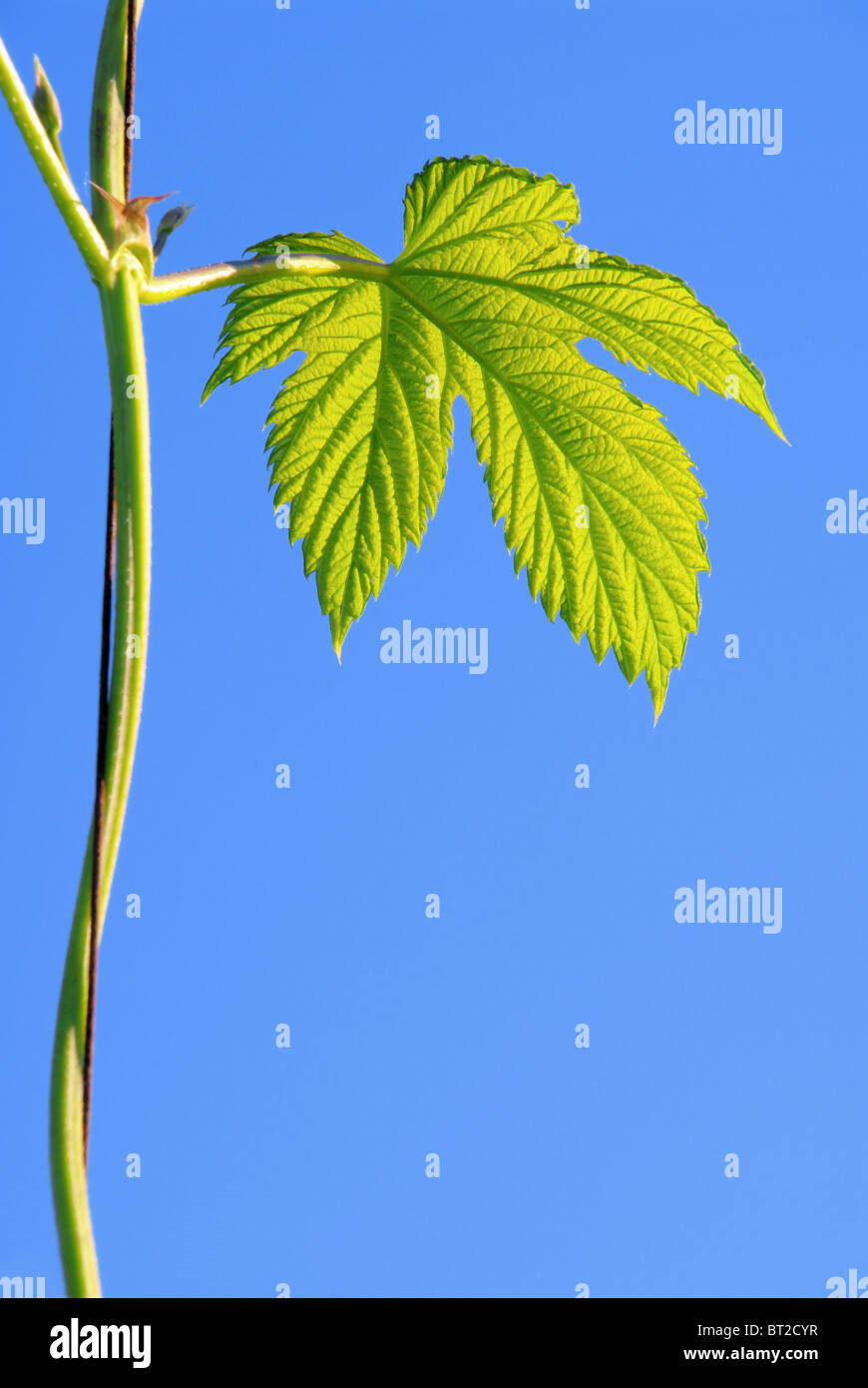 Hopfenpflanze - hop plant 07 Stock Photo