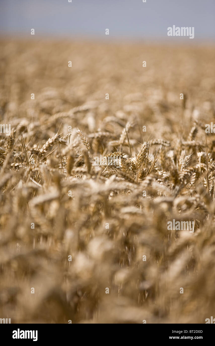 A field of ripe wheat Stock Photo - Alamy