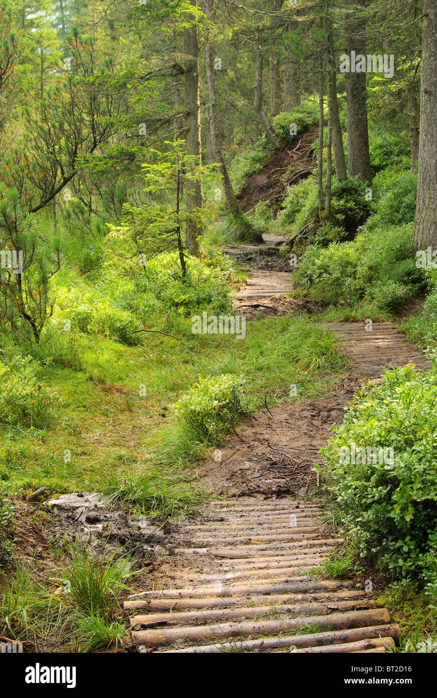 Piller Moor - Piller Swamp 10 Stock Photo