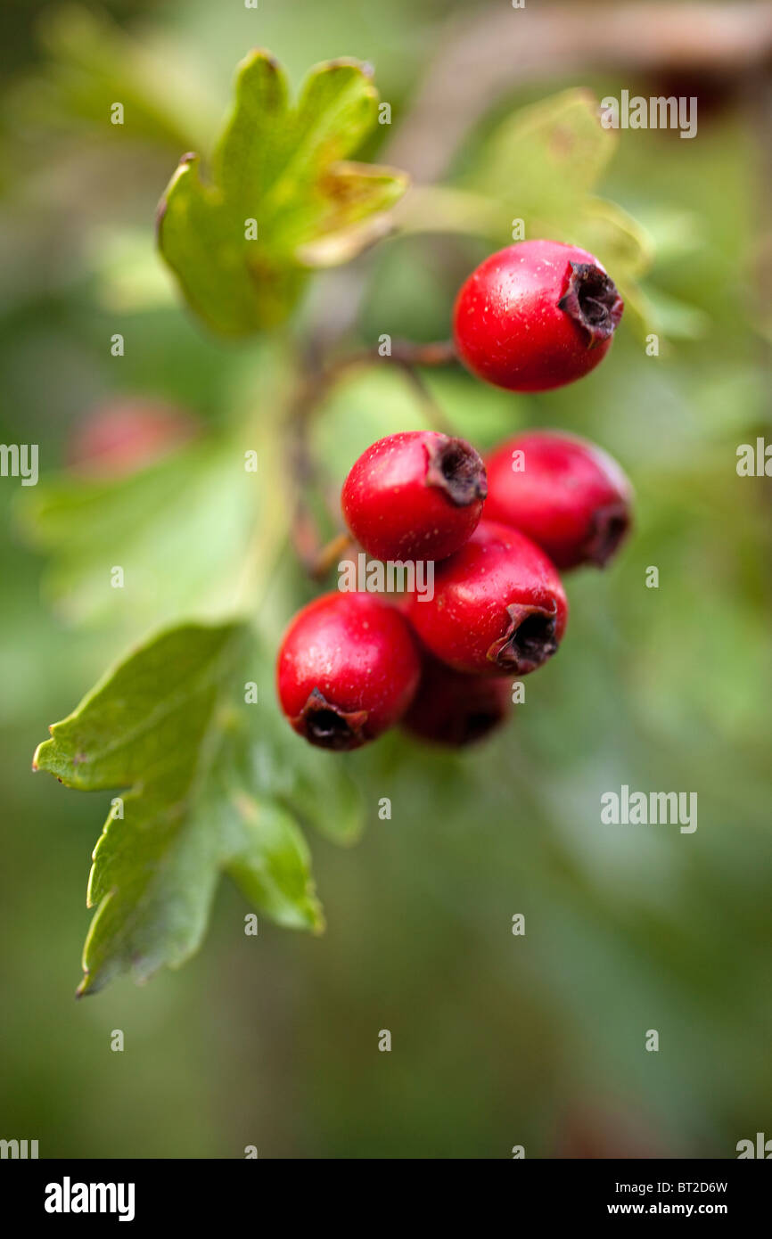 Frutos del Escaramujo Rose hips Stock Photo